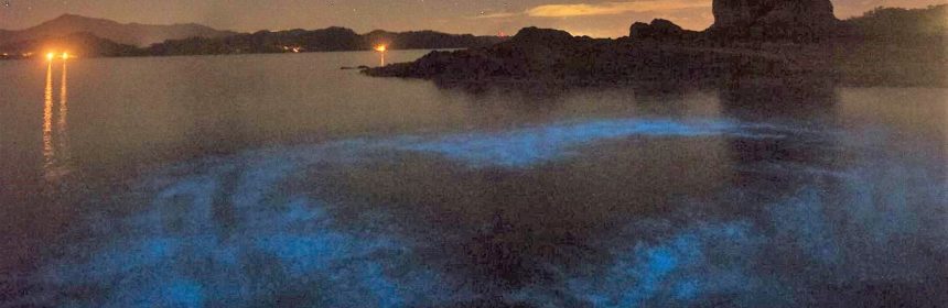 Bioluminescence Costa Rica
